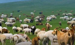 Devletten Beklenen Destek Geldi: Küçükbaş Hayvan Verilecek