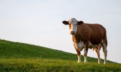 Yozgat'ta Güncel Kurbanlık Fiyatları Ne Kadar? İşte Güncel Fiyatlar