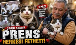 Çarşı Kedisi Prens Herkesi Fethetti