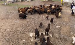 Renkli Anlar: Kuzular Annelerine Kavuştu