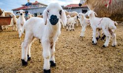 Kırsalda Bereket : Küçükbaş Destek Projesi Son Gün