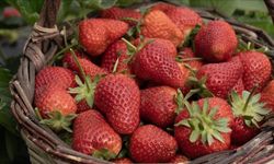 Hasat Gecikti, Sonuç Şaşırttı: Çilekte Verim Artışı