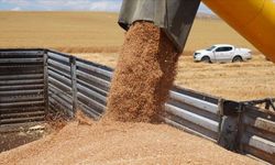 Hububat Üretiminde Kader Anı: Verimi Yağışlar Belirliyor