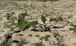 Kuraklık Alarmı Büyüyor: Uzman İsimden Korkutan Uyarı