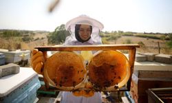 Türk balına yoğun talep: 31 ülkeden sipariş geldi