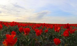 Bahar geldi, manzara değişti: Bozkırda kırmızı lale şöleni