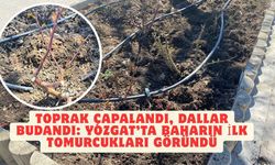 Toprak Çapalandı, Dallar Budandı: Yozgat’ta Baharın İlk Tomurcukları Göründü