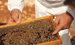 Sahte Bala Geçit Yok: Tarım Bakanlığı Harekete Geçti