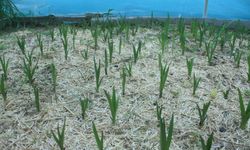 Yozgat'ın Tescilli Lezzeti İlçelerde Hayat Bulacak!