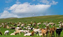 Yozgatlı Üreticilere Son Çağrı! Başvurular Bugün Bitiyor