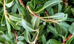 Yozgatlılar Madımak Alım Dönemi Başlıyor