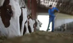 Yozgat’ta Aşılama Seferberliği: Büyükbaşta Yüzde 95’i Aştı!