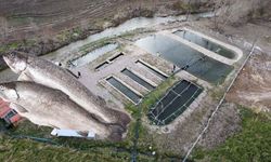 Yozgat’ta Balık Üretiminde Rekor Yükseliş: Aylık Üretim 1 Tona Ulaştı