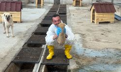 Yozgat'ta Barınaklar Yeterli Mi?