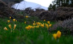 Yozgat’ta Doğa İki Mevsimi Birleştirdi: Kar ve Çiçekler Aynı Karede