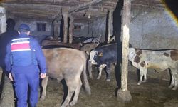 Yozgat’ta 22 Büyükbaş Kaybolmuştu, Jandarma Harekete Geçti