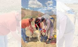 Yozgat’ta Hayvan Terk Edenlere 108 Bin TL Ceza