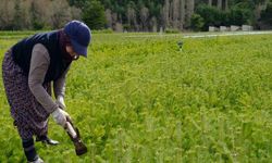 Yozgat’ta Kadın Eliyle Yetişen Milyonluk Yeşil Güç