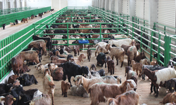 Yozgat’ta “Kırsalda Bereket” Projesi Başlıyor: Küçükbaş Hayvancılığa Büyük Destek