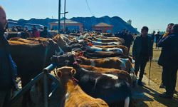 Yozgat’ta Kurban Pazarı Canlandı: Sorgun’da Yoğunluk Artıyor