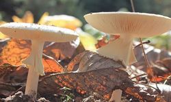 Yozgat’ta ‘Lezzet’ Sandığınız Şey Sonunuz Olabilir! Valilikten Çok Sert Uyarı