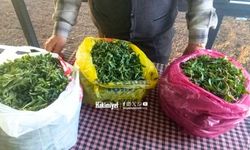 Yozgat’ta Madımak Bereketi Tezgahlara İndi: Fiyatlar Dikkat Çekti