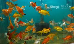 Yozgat’ta Pet Shop Rekabeti Kızıştı: Küçük Şehirde Satışlar Geriliyor