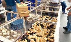 Yozgat’ta Sezon Açıldı: Minik Civcivler Pazarı Şenlendirdi