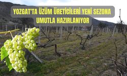 Yozgat'ta Üzüm Üreticileri Yeni Sezona Umutla Hazırlanıyor