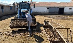 Yozgat'ta Yem Alamayan Besiciler Patatese Yöneldi