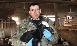 Yozgat’ta Yılların Yetiştiricisinden Şaşırtan Çözüm: Kayıplar Nasıl Durdu?