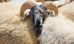 Yozgat’tan Net Açıklama: Kurban Bağışı Kurban Değildir!