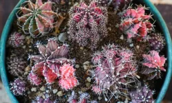 Yozgat’tan Yaz Öncesi Uyarı: Kaktüsler İçin Hayati Bakım Önerileri Paylaşıldı