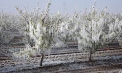 Bakanlık'tan çiftçilere kritik zirai don uyarısı! O tarihe kadar sürecek