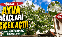 Yozgat’ta Ayva Ağaçları Çiçek Açtı: Baharın Renkli Yüzü Doğayı Sardı