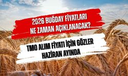 2026 Buğday Fiyatları Ne Zaman Açıklanacak? TMO Alım Fiyatı İçin Gözler Haziran Ayında