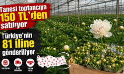 Tanesi toptancıya 150 TL’den satılıyor, Türkiye’nin 81 iline gönderiliyor