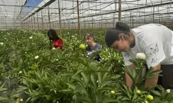 Toptancıda tanesi 150 liradan yok satıyor: 81 ile gönderilen kazanç kapısı
