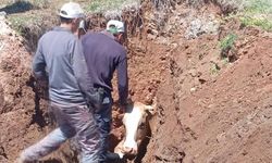 Ekipler Seferber Oldu, Çukura Düşen İnek Kurtarıldı