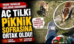 Aç Tilki Piknik Sofrasına Ortak Oldu