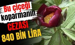 Bu çiçeği koparmanın cezası 840 bin lira