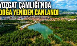 Yozgat Çamlığı’nda Doğa Yeniden Canlandı!
