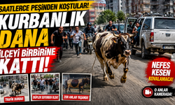 Kurbanlık dana ilçeyi birbirine kattı