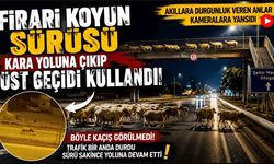 Firari koyun sürüsü kara yoluna çıkıp, üst geçidi kullandı