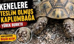 Kenelere Teslim Olmuş Kaplumbağa Yürek Burktu