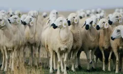 Kırsalda Bereket Küçükbaşa Destek Projesi sonuçları açıklandı mı, ne zaman açıklanacak?
