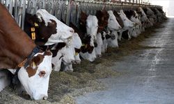 Kurban ibadetine ilişkin 10 doğru bilinen yanlış