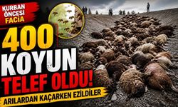 Kurban Öncesi Büyük Facia: Arılardan Kaçan 400 Koyun Öldü!
