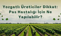 Yozgatlı Üreticiler Dikkat: Pas Hastalığı İçin Ne Yapılabilir?