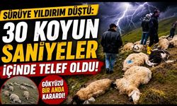 SON DAKİKA! Sürüye yıldırım düştü: 30 koyun saniyeler içinde telef oldu